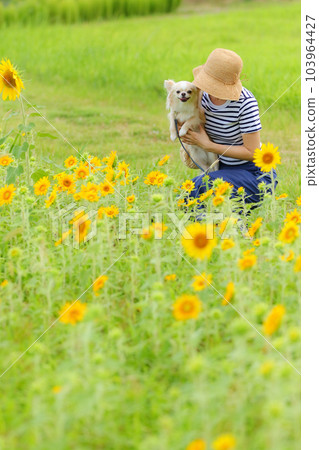 享受向日葵田的婦女和奶油色吉娃娃 103964427