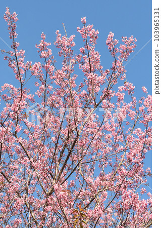 Phaya suae flower Phaya suae flower 103965131