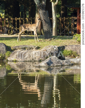 A fawn standing on the banks of Sanja Takusen Pond in Nara Park A fawn standing on the banks of Sanja Takusen Pond in Nara Park 103965176