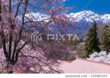 《長野縣》盛開的櫻花和北阿爾卑斯山和警衛室的櫻花 103965203