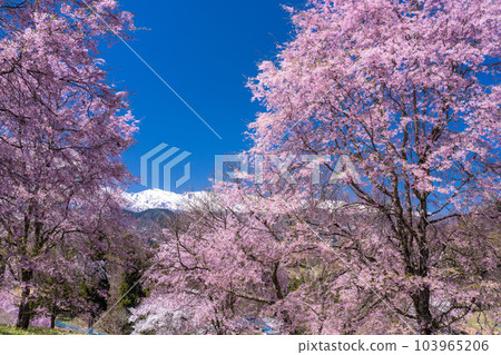 《Nagano Prefecture》Cherry blossoms in full bloom and the mountains of the Northern Alps and cherry blossoms in the guardhouse 103965206