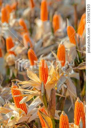 Sample corns in field for food industrial. Sample corns in field for food industrial. 103965293
