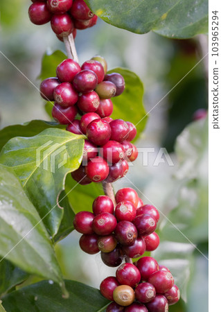 Arabicas coffee beans ripening on tree in North of thailand Arabicas coffee beans ripening on tree in North of thailand 103965294