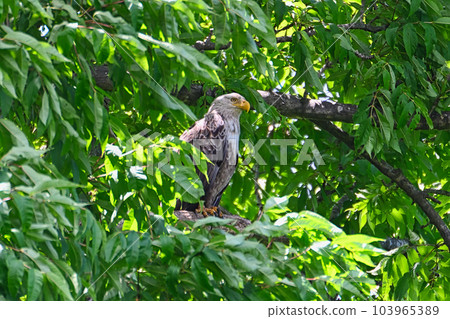 A white-tailed eagle watching over chicks in the nest 103965389