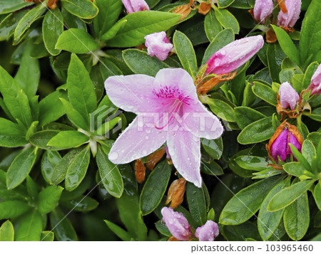 Rain-astray flower of azaleas 103965460