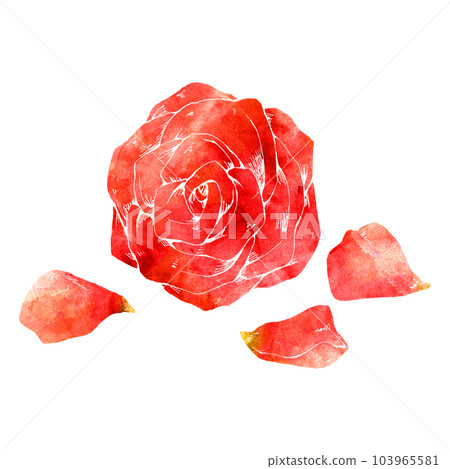 玫瑰花朵和花瓣（單品）/水彩風 103965581