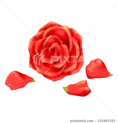 玫瑰花瓣（單品）/連主線 103965583