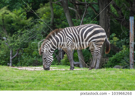 Zebra (Grant's Zebra) Tennoji Zoo Zebra (Grant's Zebra) Tennoji Zoo 103966268