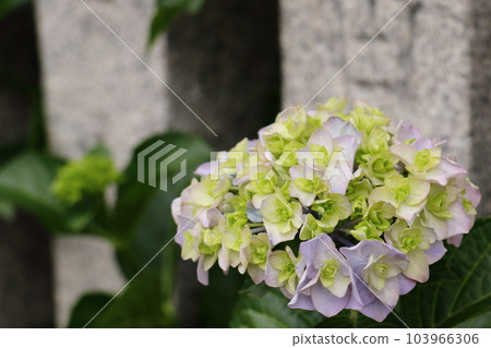 雨季盛開的繡球花 103966306