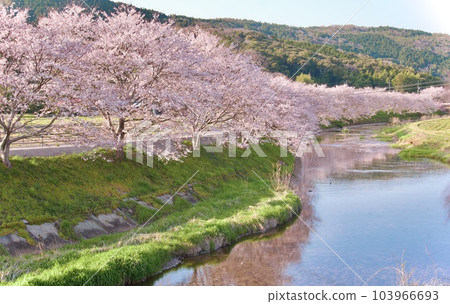 Row of cherry blossom trees in Mine City, Yamaguchi Prefecture Row of cherry blossom trees in Mine City, Yamaguchi Prefecture 103966693