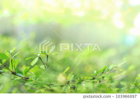 blurred natural greenery bokeh background in the forest with copy space using as background natural green plants landscape, ecology, fresh wallpaper concept. blurred natural greenery bokeh background in the forest with copy space using as background natural green plants landscape, ecology, fresh wallpaper concept. 103966897