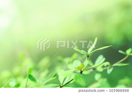 blurred natural greenery bokeh background in the forest with copy space using as background natural green plants landscape, ecology, fresh wallpaper concept. 103966898
