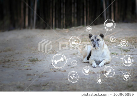 Tan dog laying down on the ground with healthy icon Natural herbal remedies. Organic pharmaceuticals e, Sick, sad dog, Alternative medicine, Sustainable Tan dog laying down on the ground with healthy icon Natural herbal remedies. Organic pharmaceuticals e, Sick, sad dog, Alternative medicine, Sustainable 103966899