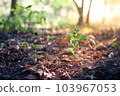 Blurred Abstract natural background in the forest with copy space, organge flower landscape, Sustainable development on renewable energy and growing ecological on green energy, ecology, environment. 103967053