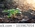 Blurred Abstract natural background in the forest with copy space, organge flower landscape, Sustainable development on renewable energy and growing ecological on green energy, ecology, environment. 103967054