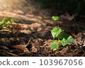 Blurred Abstract natural background in the forest with copy space, organge flower landscape, Sustainable development on renewable energy and growing ecological on green energy, ecology, environment. 103967056