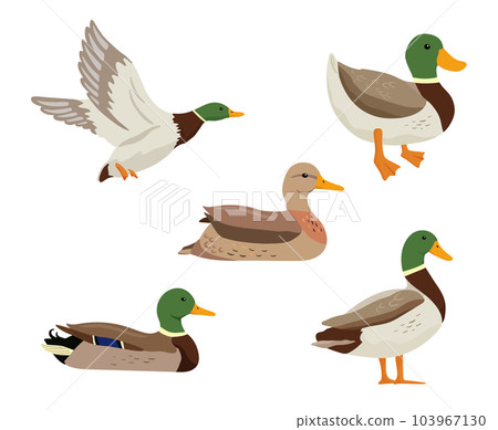 Flying duck. Vector flat illustration pond bird isolated on white. 103967130