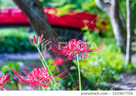 Ichinomiya, Mori-machi, Shuchi-gun, Shizuoka Prefecture Okuni Shrine and its precincts 103967709