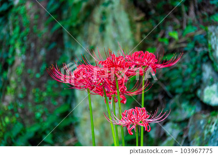 Scenery of Daitoin Temple and precincts, Tachibana, Mori-machi, Shuchi-gun, Shizuoka Prefecture Scenery of Daitoin Temple and precincts, Tachibana, Mori-machi, Shuchi-gun, Shizuoka Prefecture 103967775
