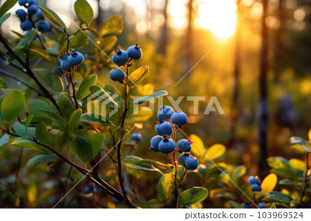 Wild forest blueberries Wild forest blueberries 103969524