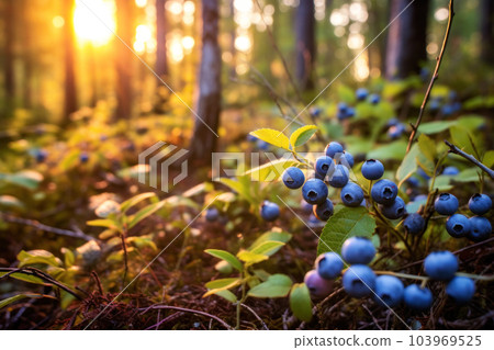 Wild forest blueberries Wild forest blueberries 103969525