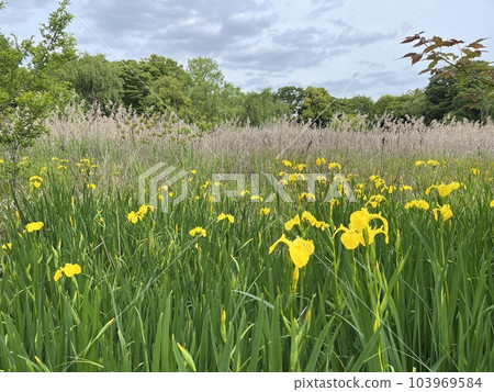 Yellow flower Landscape photo Yellow flower Landscape photo 103969584