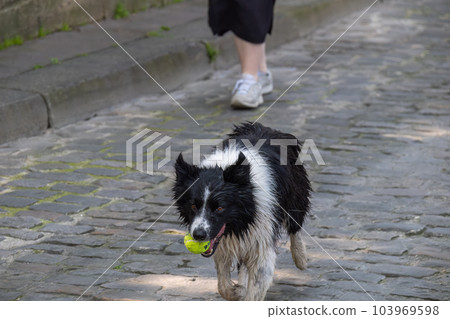 Border Collie - Sidewalk Dog