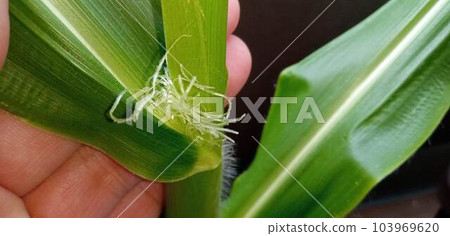 剛從一朵雌花中長出來的玉米葉的基部 103969620
