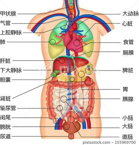 五臟六腑插圖中文 103969700