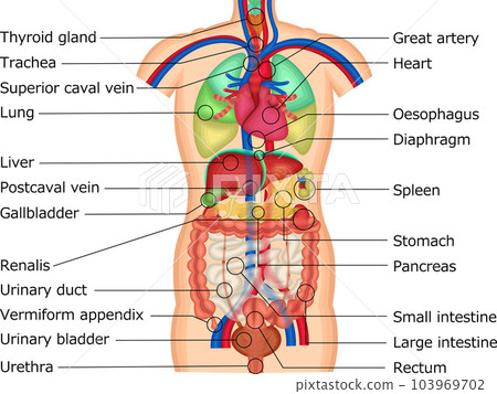 Internal Organs Diagram Illustration Of The Digestive System Labeled
