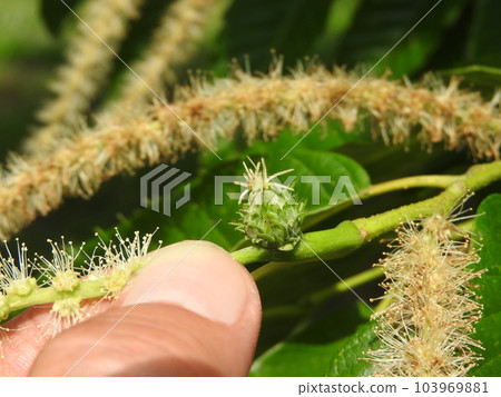 盛開的栗花（雌花） 103969881