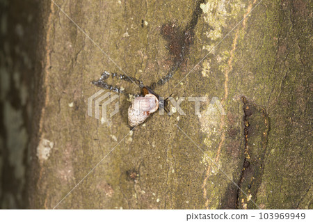 snail 103969949