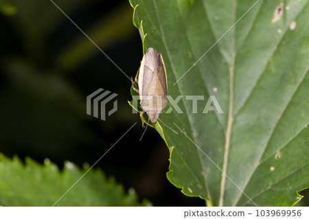 White-winged bug White-winged bug 103969956