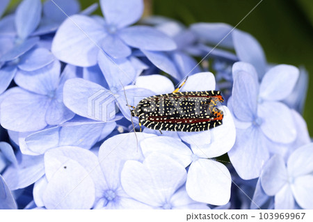 Velvet hamaki 103969967