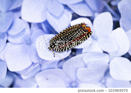 Velvet hamaki 103969970