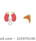 簡單內臟器官腎臟/腎上腺的插圖 103970146