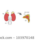 簡單內臟器官腎臟/腎上腺的插圖（帶文字） 103970148