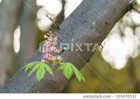 紅花花 紅花花 103970532