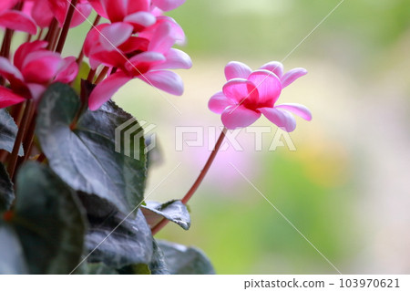 五顏六色的花朵非常適合送禮 仙客來 103970621