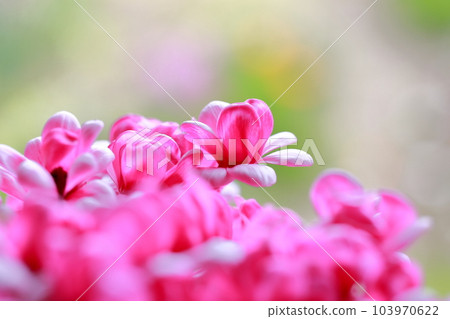 Colorful flowers perfect for gifts Cyclamen 103970622