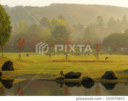 Kasugano Park and a herd of deer in autumn in the morning mist 103970652
