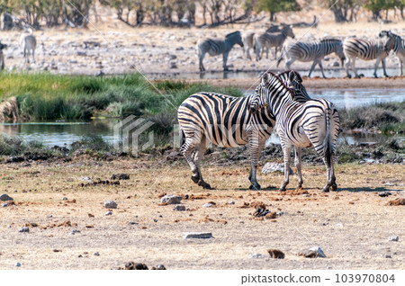 Zebras in Etosha Zebras in Etosha 103970804