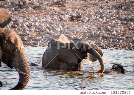 Bathing Elephants in Etosha Bathing Elephants in Etosha 103970805