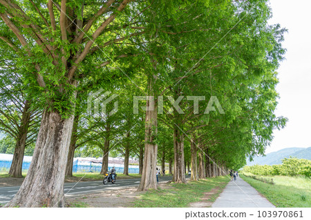 Takashima City, Shiga Prefecture Metasequoia tree-lined street in Makino Town, where the fresh greenery of early summer is beautiful 103970861