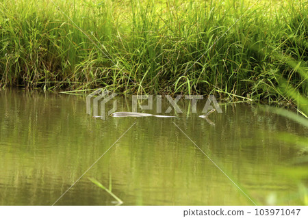 Striped snake swimming on the surface of the water Striped snake swimming on the surface of the water 103971047