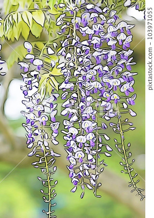 柔和的“紫藤花”插圖圖像 103971055