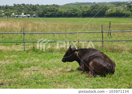Cows and goats basking in the sun on a mini farm Cows and goats basking in the sun on a mini farm 103971154