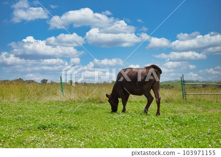 Cows and goats basking in the sun on a mini farm 103971155