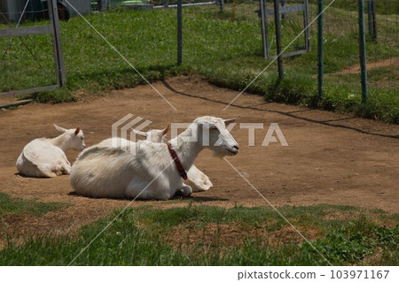 Cows and goats basking in the sun on a mini farm 103971167