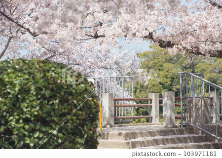 Cherry blossoms at Bandaiike Park Cherry blossoms at Bandaiike Park 103971181